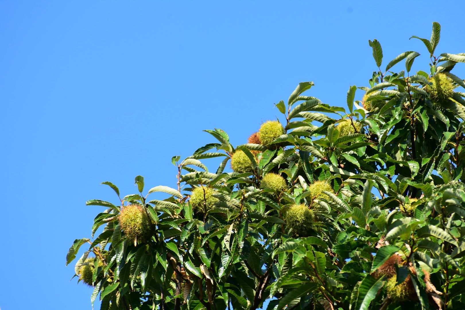 小さい秋みつけた！