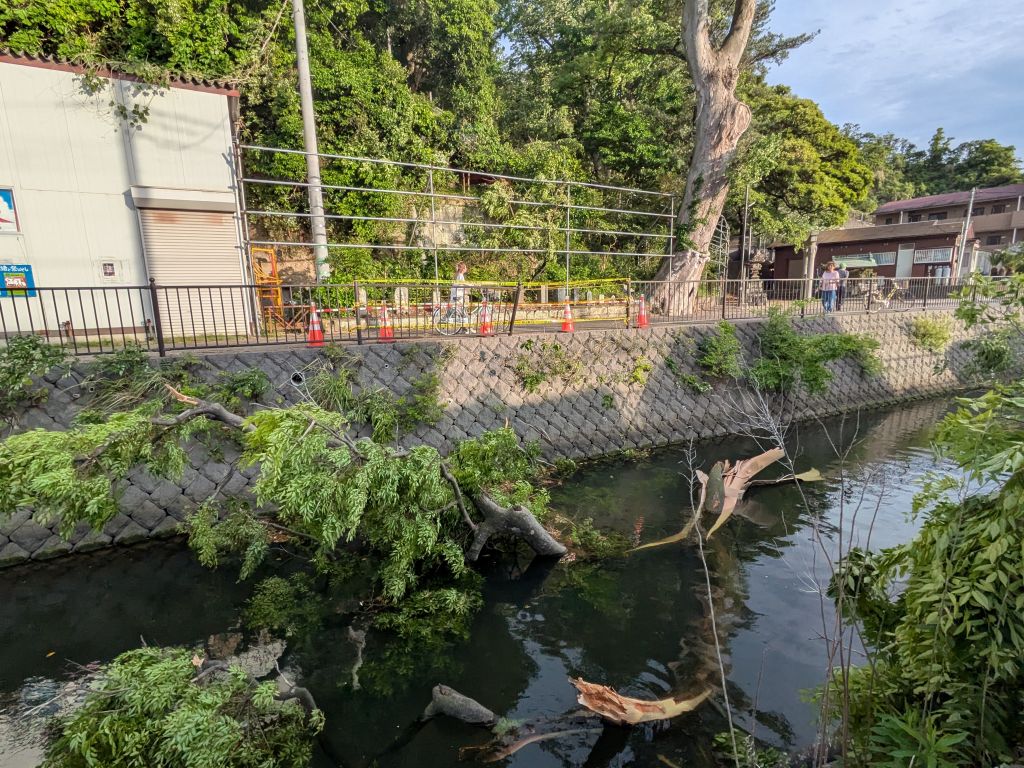 名木の枝が強風で折れる